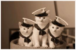 the navy kittens 